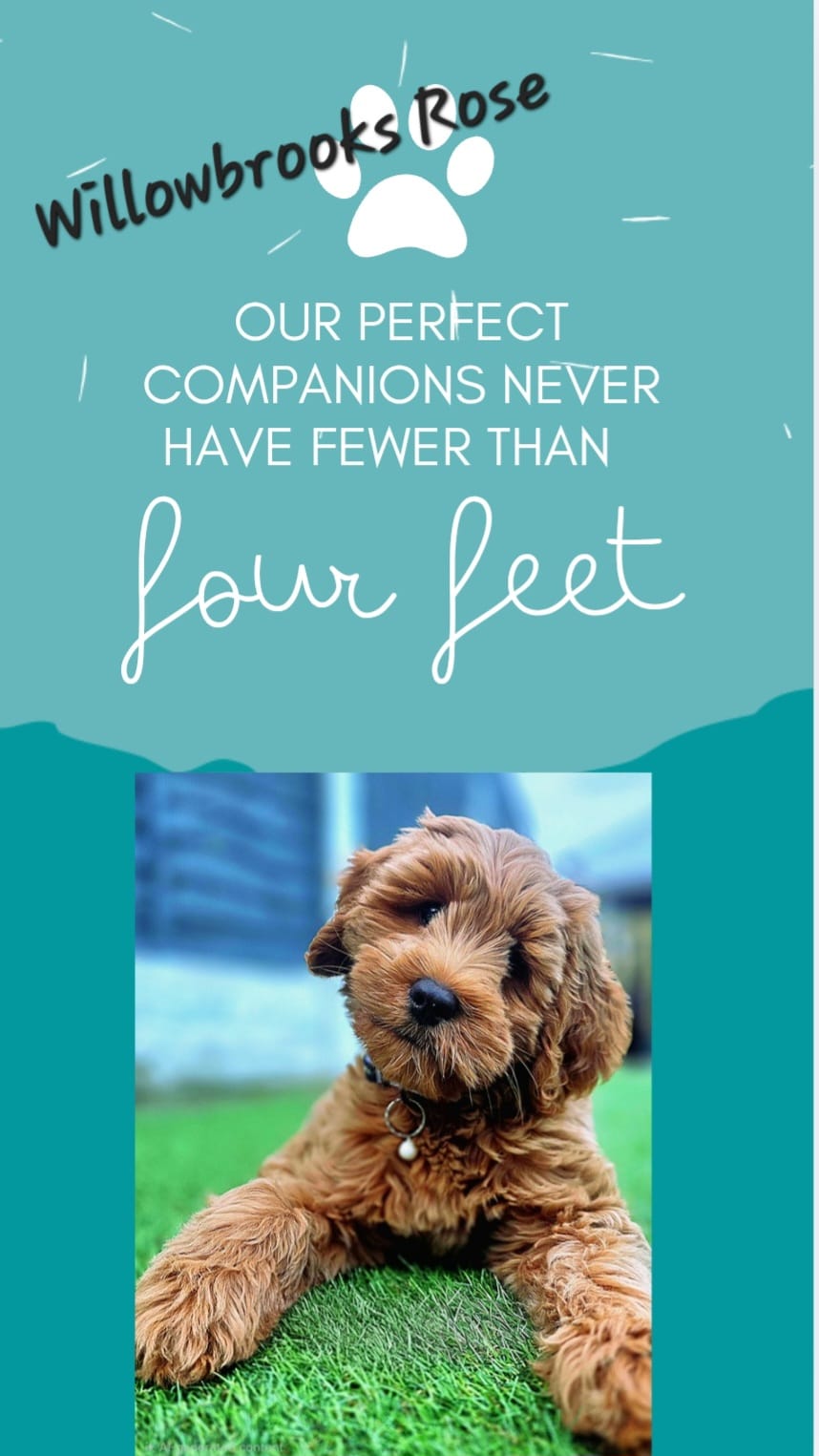 WhatsApp Image 2026-03-19 at 11.05.44