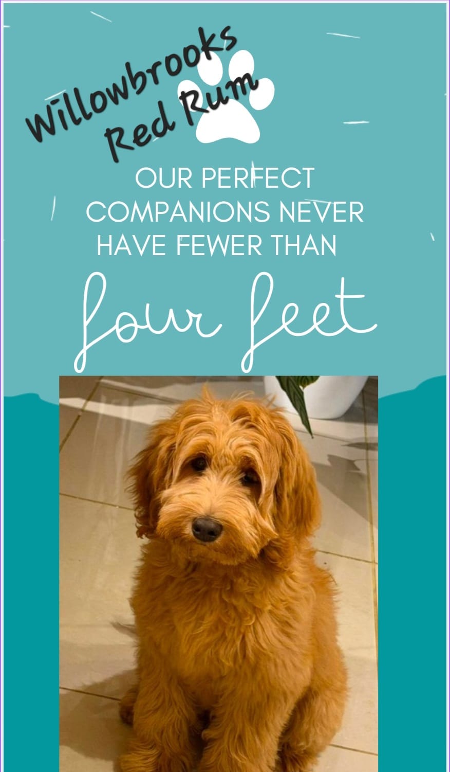 WhatsApp Image 2026-03-19 at 11.06.05 (1)