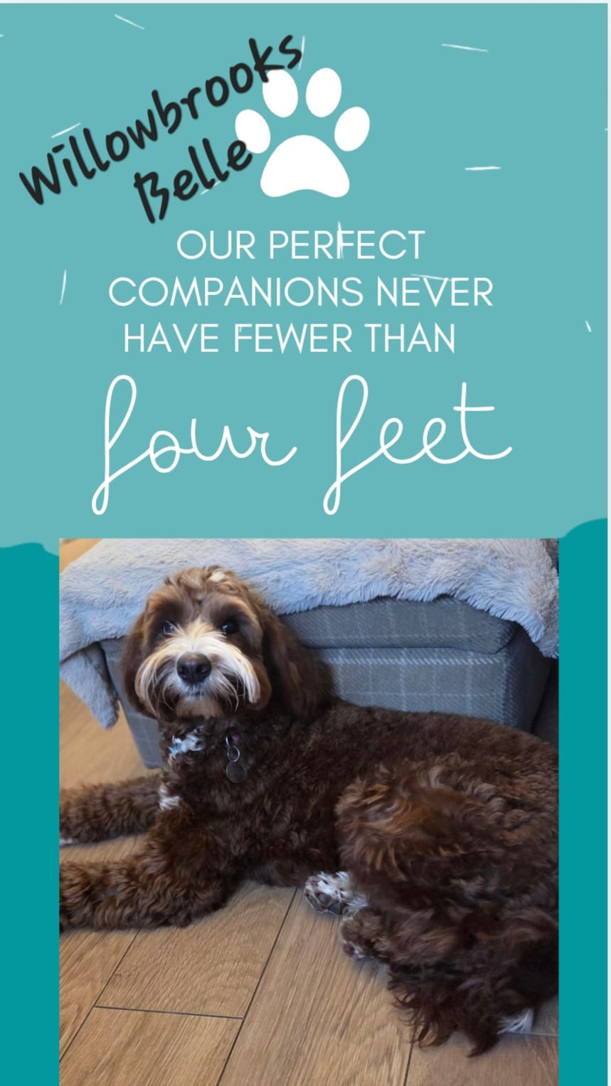 WhatsApp Image 2026-03-19 at 11.06.05