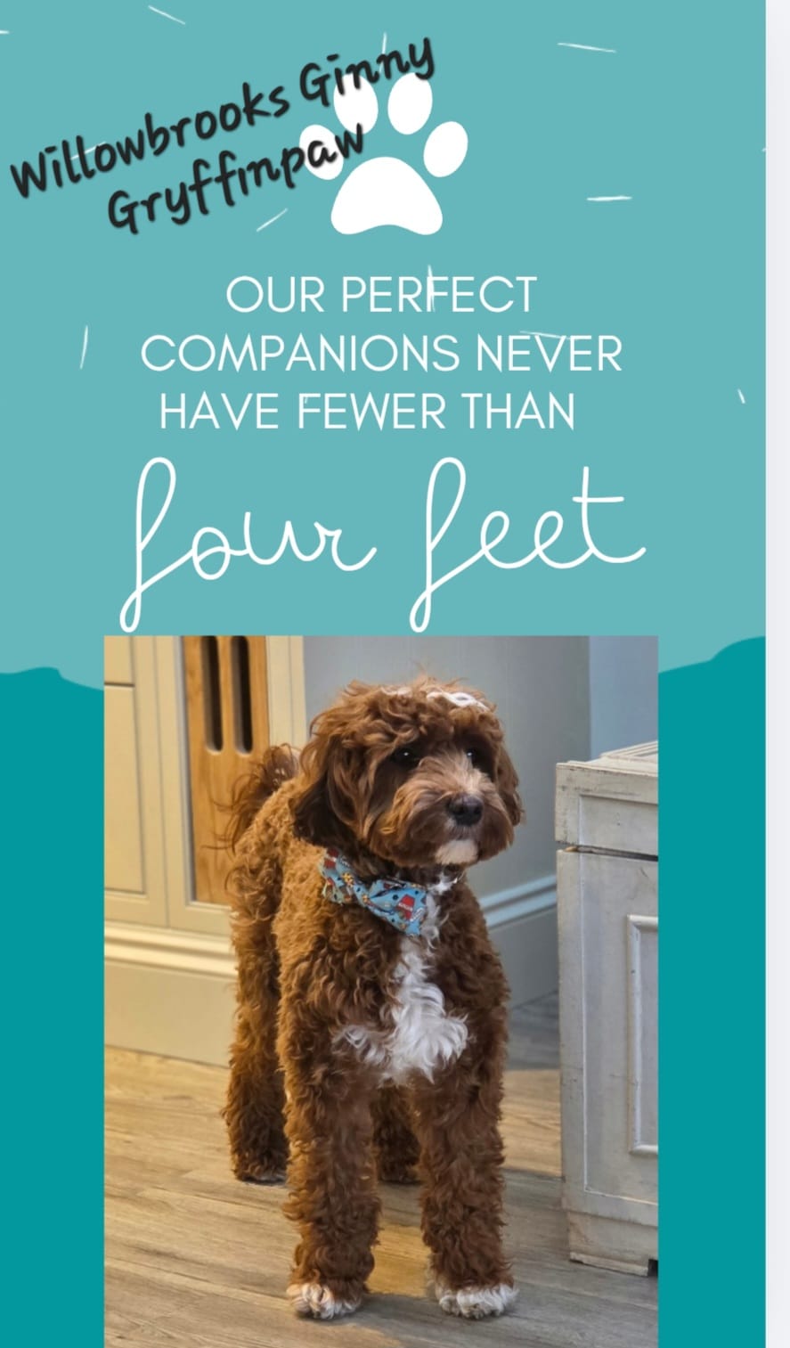 WhatsApp Image 2026-03-19 at 11.06.06