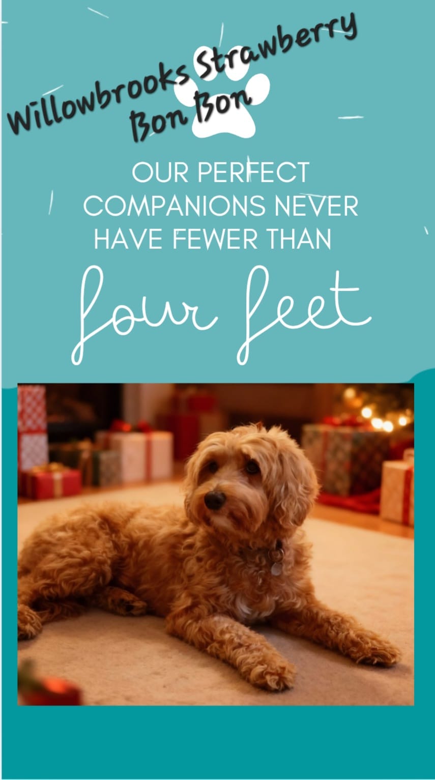 WhatsApp Image 2026-03-19 at 11.10.02