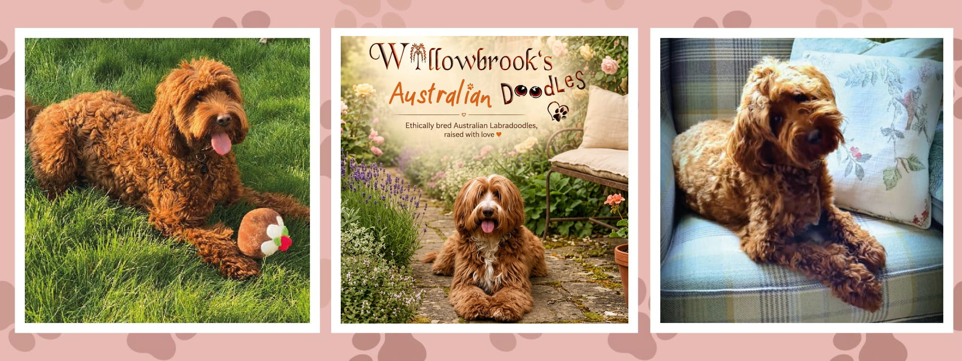 LabradoodleBanner2